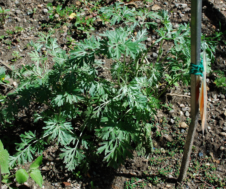 Orto Botanico_033.JPG - ARTEMISIA